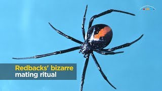 Redbacks bizarre mating ritual [upl. by Regina]