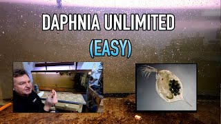 How I Raise Daphnia Water Fleas And You Can Too [upl. by Miarfe]