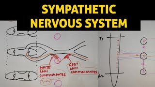 ANS  1  Sympathetic Nervous System [upl. by Atinet]