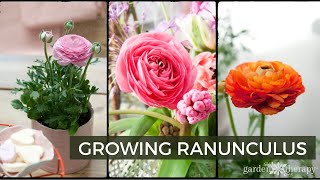 Growing Ranunculus  How to Plant Care amp Use Ranunculus Flowers [upl. by Breana]