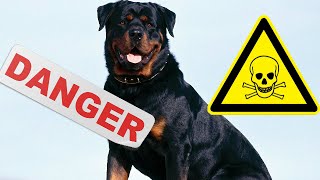 Top 5 Des Chiens Les Plus Dangereux Du Monde [upl. by Yehs]