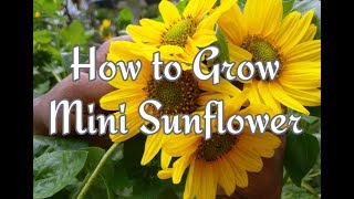 How to grow and care Sunflower [upl. by Redliw536]