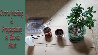 Overwintering amp Propagating Stevia From Cuttings [upl. by Paton737]