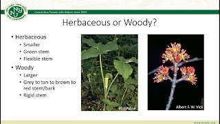 Beginner Plant Identification and Management [upl. by Benkley]