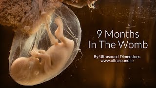 40 Weeks In The Womb by Ultrasound Dimensions [upl. by Boyer123]