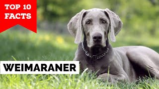 Weimaraner  Top 10 Facts [upl. by Esnohpla932]