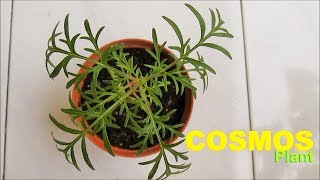 Growing COSMOS Plant from Seeds [upl. by Berry]