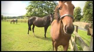 Tattersalls October Yearling Sale Book 1 Feature From Irish Horse TV [upl. by Demb]