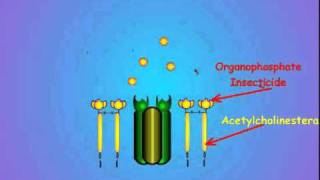 7 Acetylcholinesterase and Insecticide Inhibition [upl. by Jeaz]