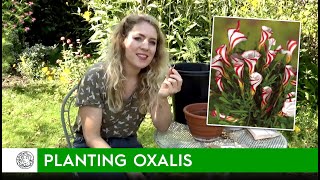 How to plant Oxalis bulbs  FarmerGracycouk [upl. by Ardyth]