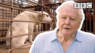 David Attenborough’s warning are humans responsible for pandemics  Extinction The Facts  BBC [upl. by Resor]