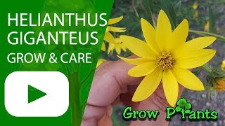 Helianthus giganteus  grow amp care [upl. by Seagraves383]