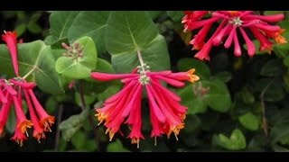 EcoBeneficial Tips Native Honeysuckle [upl. by Orella]