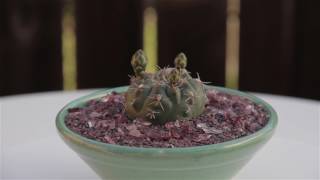 Gymnocalycium baldianum “Dwarf Chin Cactus” [upl. by Anilak]