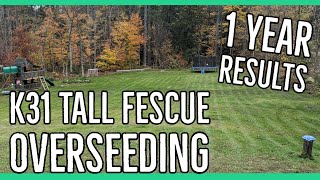 K31 Tall Fescue Overseeding With Results One Year Old Lawn [upl. by Diraf725]