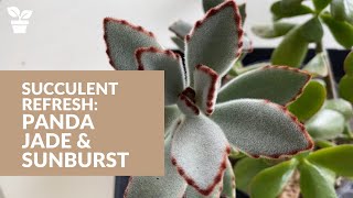 Succulent Propagation Kalanchoe Tomentosa quotPanda Plantquot  Aeonium Sunburst  Jade Plant Rescue [upl. by Slater]