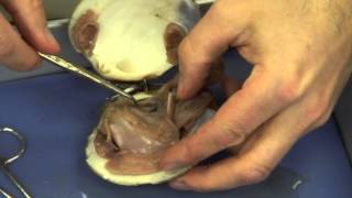 Mussel Dissection [upl. by Minetta]