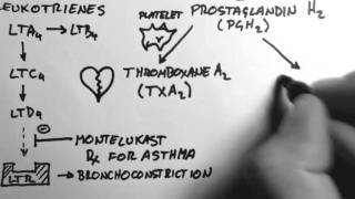 Arachidonic Acid amp Eicosanoids [upl. by Krug]