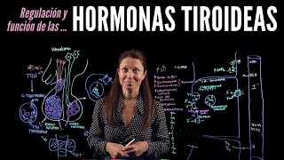 Fisiología endocrina III Hormonas tiroideas [upl. by Iruam760]