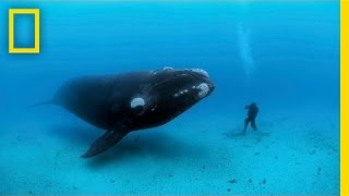 Diving with Whales  Nat Geo Live [upl. by Buatti192]