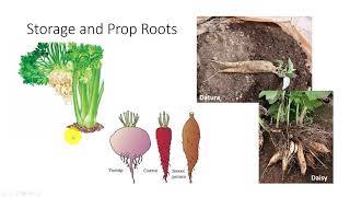 Types of Roots [upl. by Kobe254]