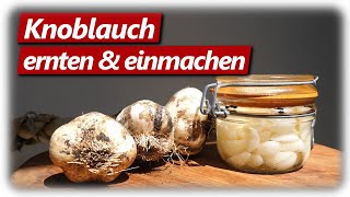 Knoblauch ernten und haltbar machen [upl. by Jerrome]