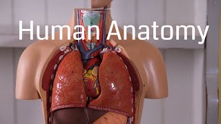 Basic Human Anatomy for Beginners [upl. by Steinke]