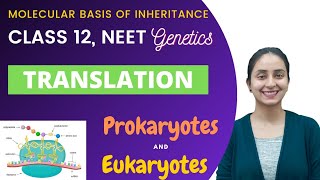 Translation  Class 12  Molecular Basis of Inheritance [upl. by Ailemaj]