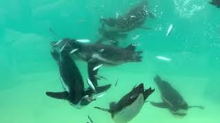 Penguins Feeding Underwater at Woodside Wildlife Park Lincolnshire [upl. by Eened397]