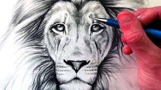 How to Draw a Lion [upl. by Philbo]