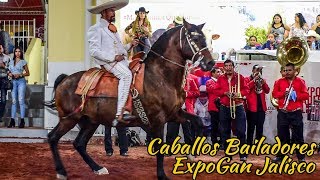 Caballos Bailadores en la EXPOGAN JALISCO Caballos y Mas [upl. by Aidyn793]