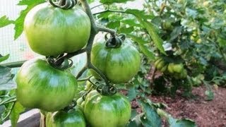 10 Terrific Tomato Growing Tips  Growing PERFECT Tomatoes at Home [upl. by Vish]