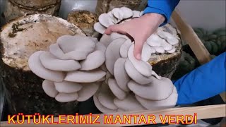 İstiridye Mantarı Yetiştiriciliği Mantar Kavurması [upl. by Puna380]