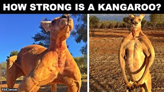 How strong is a Kangaroo [upl. by Asek]