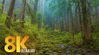 8K Olympic National Park USA  Nature Documentary Film  Relaxing Music  Episode 2 [upl. by Eiboh]