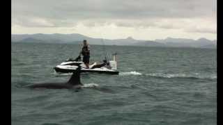 Killer Whales chase Jetski while Fishing [upl. by Nonnarb647]