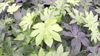 Big Plant Nursery  Fatsia japonica [upl. by Wendelin]