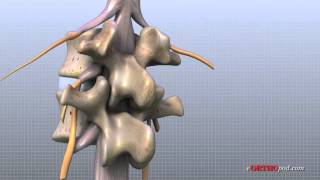 Lumbar Spine Anatomy [upl. by Oinotnaocram]