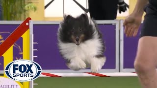 BOSS the Shetland Sheepdogs clean run clinched the 16quot class  FOX SPORTS [upl. by Vaas]