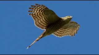 Sparrowhawk Bird Call Bird Song [upl. by Akirdna49]