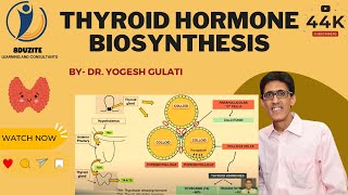 Thyroid Hormone Biosynthesis [upl. by Blain]