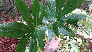 Growing Fatsia japonica from cuttings [upl. by Bil761]