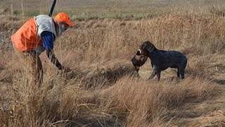 Cesky Fousek Pheasant Hunt [upl. by Marzi]