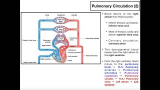 The Basics of Pulmonary Circulation [upl. by Arek]