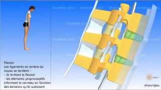 Le disque intervertébral vidéo sonorisée [upl. by Faythe192]