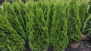 How to Water Arborvitae [upl. by Datha393]