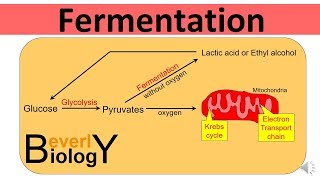 Glycolysis and Fermentation updated [upl. by Yenruoj]