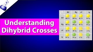 Dihybrid Genetic Cross [upl. by Ailecnarf]