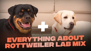 Rottweiler Lab Mix Everything You Need To KNow About This Mascular Breed [upl. by Dela201]