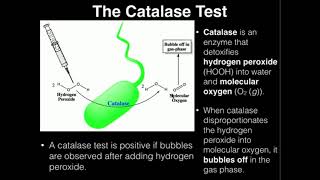 Microbiology Catalase Test [upl. by Ahsoik]